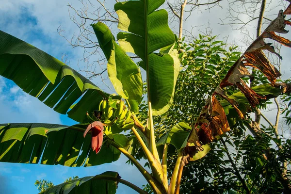 Uitzicht Een Bananenboom Met Droge Bladeren Een Bos Groene Bananen — Stockfoto