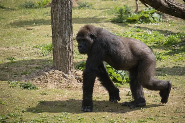 Beautiful Shot Female Silverback Gorilla Walking Grass Its Enclosure Zoo — Stock Photo, Image