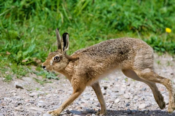 公園内のヨーロッパのウサギのクローズアップ — ストック写真