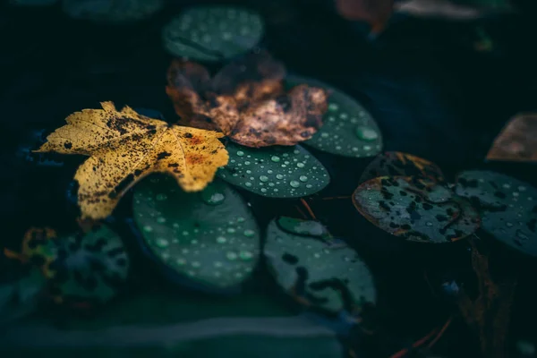 Primo Piano Lilly Pad Acqua — Foto Stock