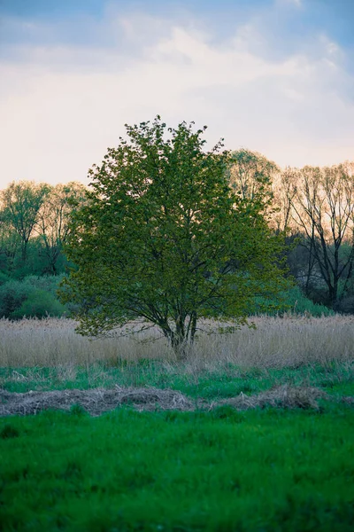 Der Üppige Baum Wächst Allein Auf Dem Feld — Stockfoto