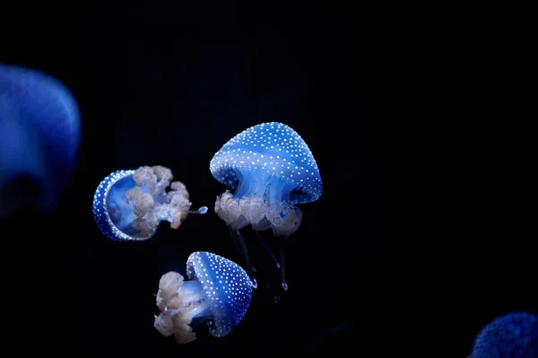 Australian Spotted Jellyfish Phyllorhiza Punctata Iluminado Azul Nadando Água Fundo — Fotografia de Stock