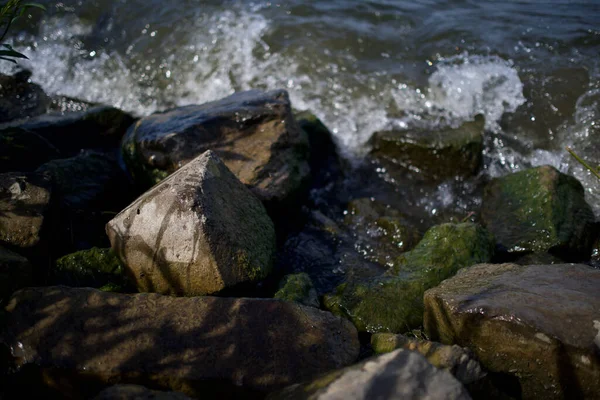 A close-up of wet mossy stones on the shore