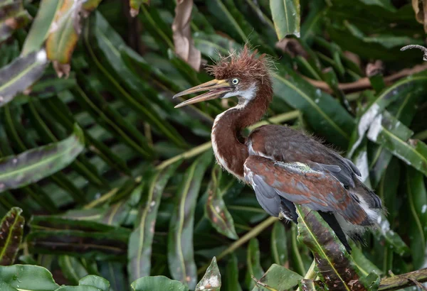 Una Garza Tricolor Posada Rama Planta Bosque Tropical — Foto de Stock