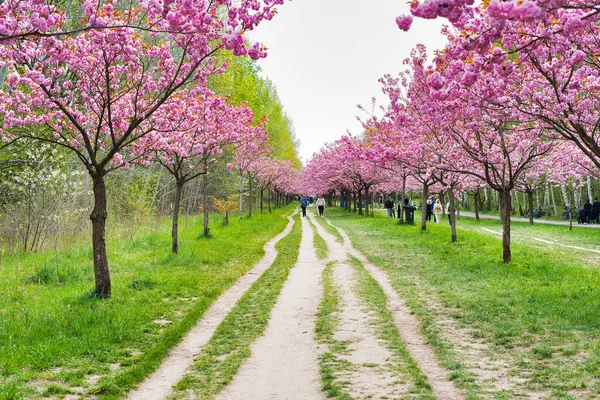 公園の桜の木に囲まれた道を歩く人々 — ストック写真