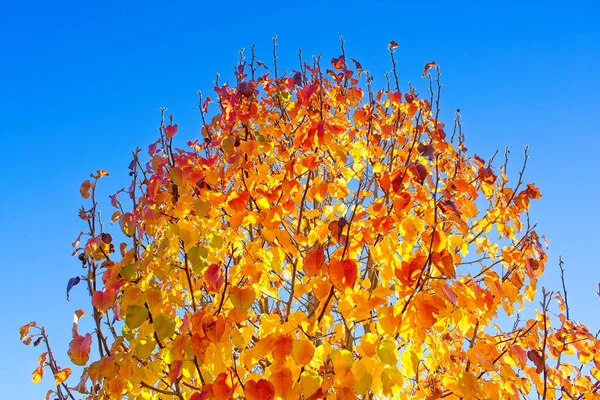 Rote Und Gelbe Blätter Herbst Mit Blauem Himmel — Stockfoto