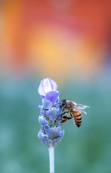 Бджола Запилює Квіти Лаванди — стокове фото