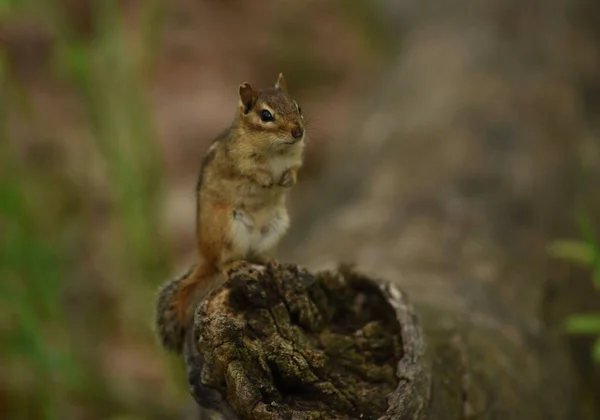 Enfoque Selectivo Una Pequeña Ardilla Bosque —  Fotos de Stock