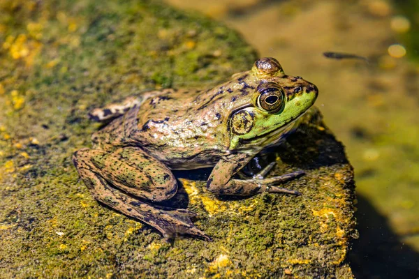 Portrait True Frog Mossy Stone Arizona — Stock Photo, Image