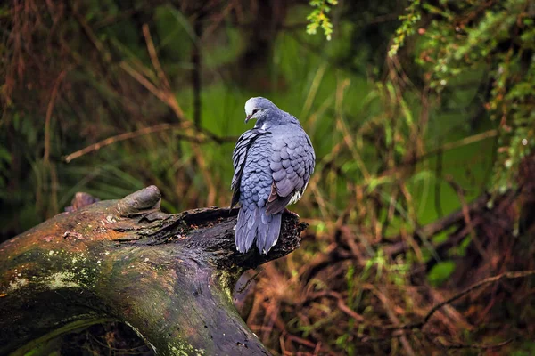 Plan Rapproché Pigeon Assis Sur Une Branche Bois — Photo
