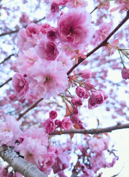 Een Verticaal Shot Van Bloomed Sakura Boom Takken — Stockfoto