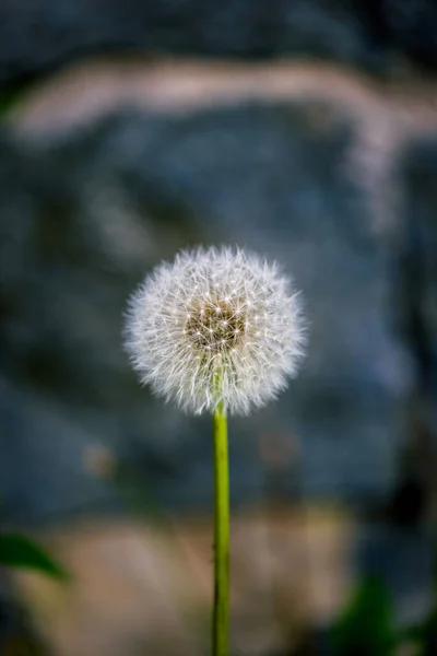 Een Closeup Van Een Paardebloem Een Park — Stockfoto