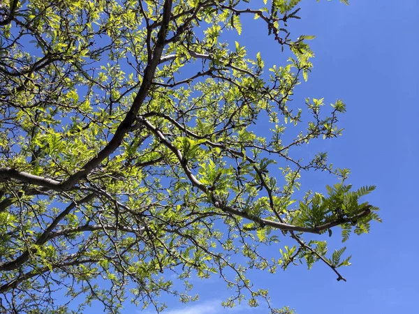 Ramos Árvore Com Folhas Verdes Contra Céu Azul — Fotografia de Stock
