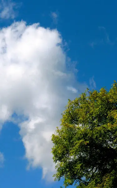 Una Vista Árbol Jardín Contra Cielo Azul Nublado —  Fotos de Stock