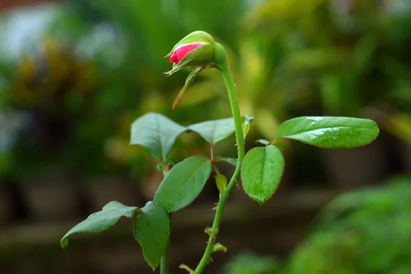 Primer Plano Una Hermosa Rosa Tropical Indonesia Creciendo Jardín —  Fotos de Stock