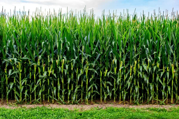 Ein Schönes Maisfeld Mit Grünen Pflanzen — Stockfoto