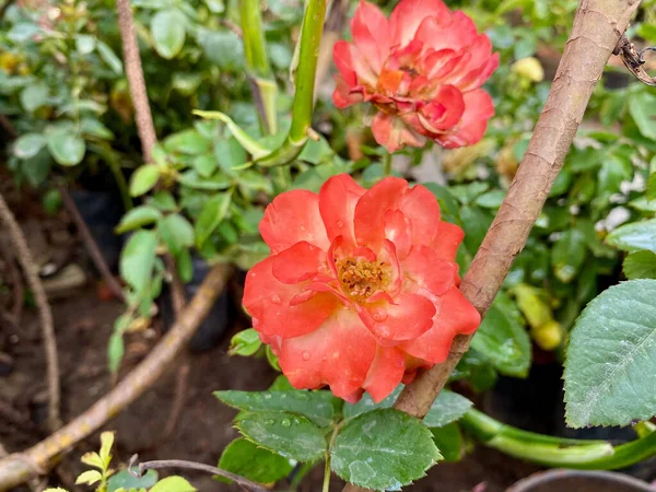 Bahçede Yetişen Kırmızı Güllerin Yakın Çekimi — Stok fotoğraf