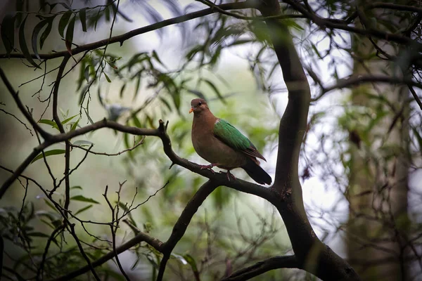 Seletivo Uma Pomba Esmeralda Comum Chalcophaps Indica Uma Árvore — Fotografia de Stock