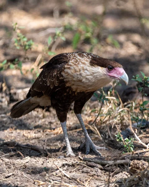 Eine Vertikale Aufnahme Eines Caracara Kamms — Stockfoto