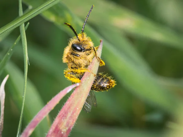 Ένα Μακροσκοπικό Πλάνο Των Colletes Hederae Κισσός Μέλισσα Καλύπτονται Κίτρινη — Φωτογραφία Αρχείου