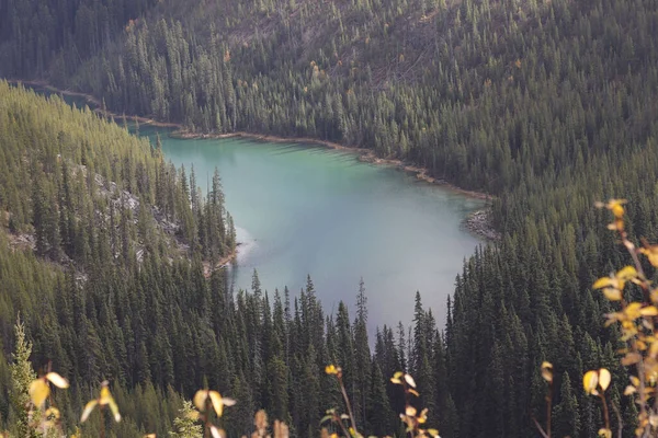 Une Vue Panoramique Une Rivière Bleue Dans Une Forêt Entourée — Photo