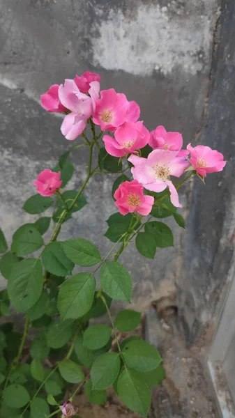Een Verticaal Close Shot Van Roze Geranium Bloemen — Stockfoto