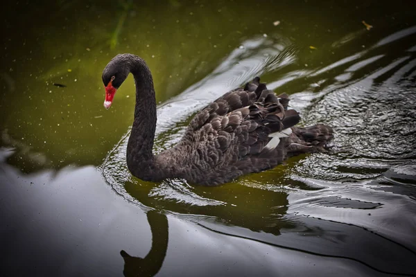 Крупный План Черного Лебедя Отражающегося Воде — стоковое фото