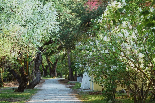 昼間は公園内の木々に囲まれた美しい道 — ストック写真