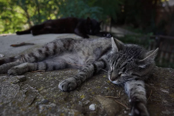 一只漂亮的猫睡在岩石上 其他的黑猫睡在模糊的背景下 — 图库照片