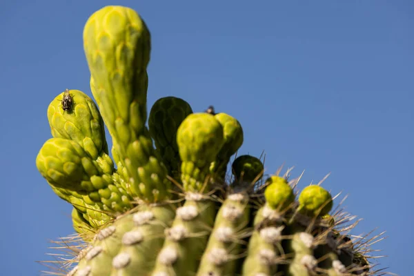 Close Shot Tree Cactus Saguaro Grown Deserted Field Summer — Stock Photo, Image