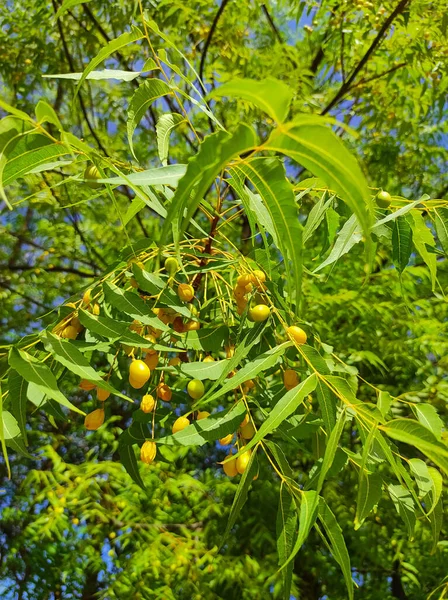 Zbliżenie Shot Neem Owoców Drzewa Liści — Zdjęcie stockowe