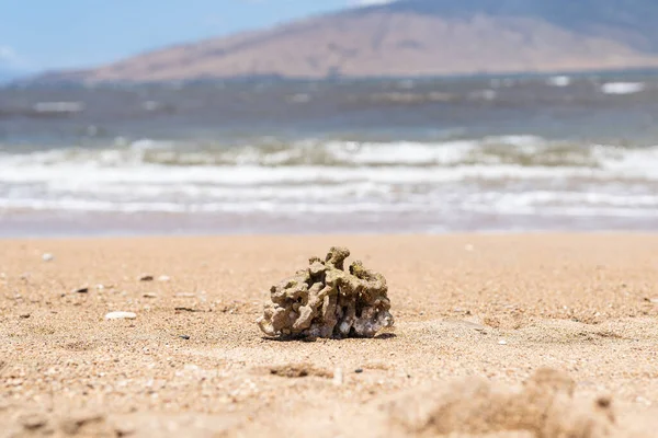Ένα Κομμάτι Από Νεκρά Κοράλλια Ξεβράστηκε Μια Παραλία Της Χαβάης — Φωτογραφία Αρχείου