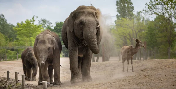 Beautiful Shot Elephants Next Deer Zoo — Stock Photo, Image