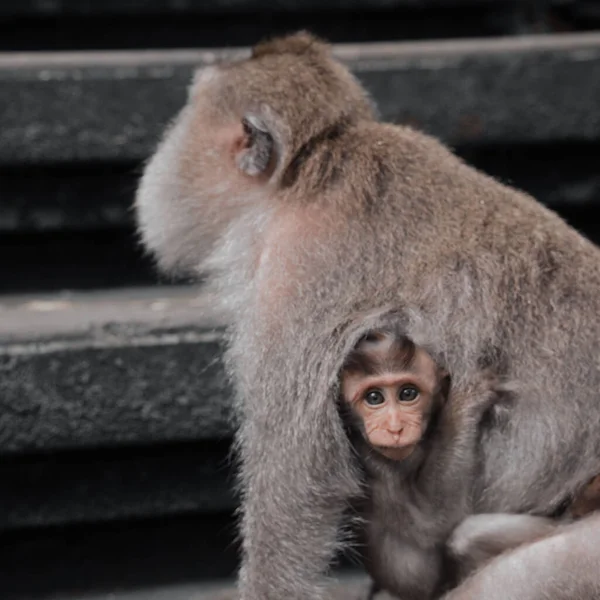 Sevimli bir bebek maymun annesine sarılıyor.