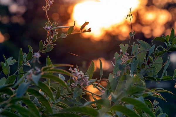Gün Batımının Arka Planında Küçük Çiçekler Keskin Yapraklarla Sığ Bir — Stok fotoğraf