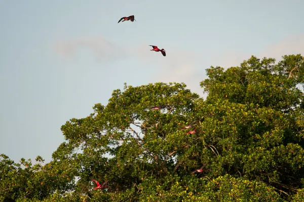 Grupo Ibises Escarlata Voladores —  Fotos de Stock