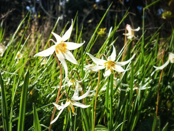 Uma Bela Foto Flores Erythronium Caucasicum — Fotografia de Stock