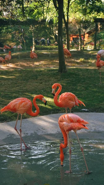 Disparo Vertical Hermosos Flamencos Agua Parque Verde — Foto de Stock