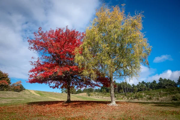 Μια Όμορφη Φωτογραφία Από Πολύχρωμα Δέντρα Φθινόπωρο — Φωτογραφία Αρχείου