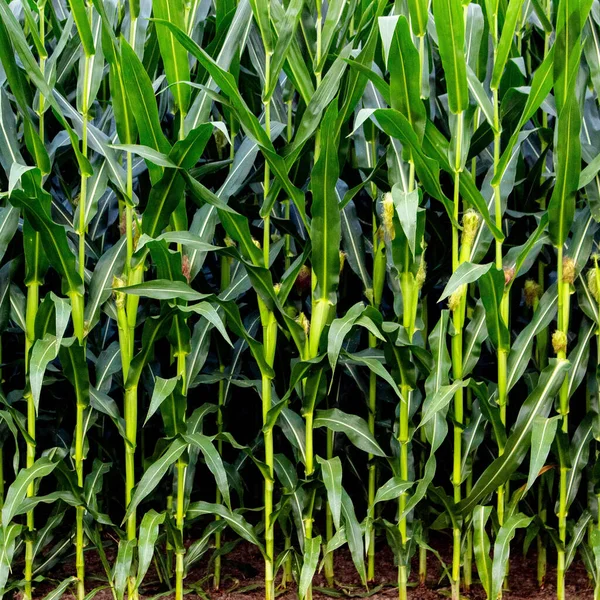 Eine Nahaufnahme Eines Schönen Maisfeldes Mit Grünen Pflanzen — Stockfoto