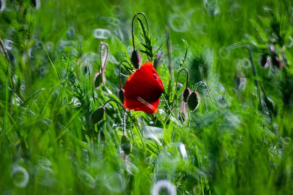 Primer Plano Una Flor Amapola Maíz Creciendo Campo Lleno Hierba —  Fotos de Stock