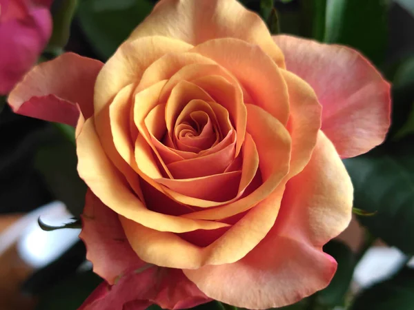 Primer Plano Hermosa Rosa Naranja Florecida — Foto de Stock