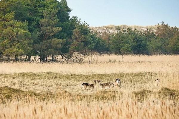 Cervo Pousio Vivo Livre Parque Animais Com Árvores Fundo Alemanha — Fotografia de Stock