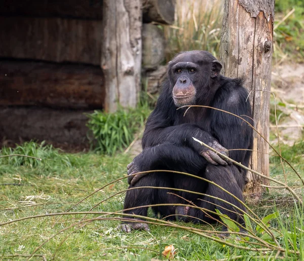 Close Chimpanzé Bonito Apoiando Tronco Madeira Zoológico — Fotografia de Stock