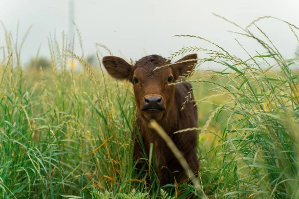 Primo Piano Una Mucca Bruna Campo Verde — Foto Stock