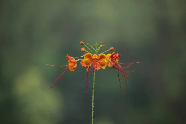 Bilder Vackra Röda Blommor Barishal Bangladesh — Stockfoto