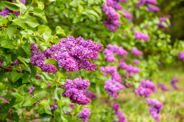 Een Close Van Common Lila Bloemen Arboretum Csacs Zalaegerszeg Hongarije — Stockfoto