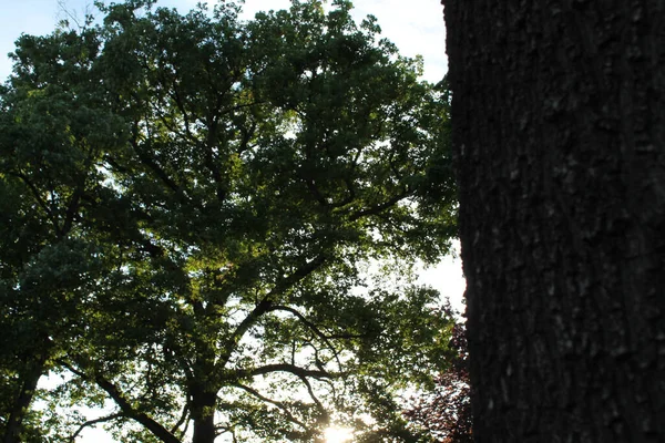 Lese Jsou Stromy Stromem Jako Tomto Obrázku — Stock fotografie