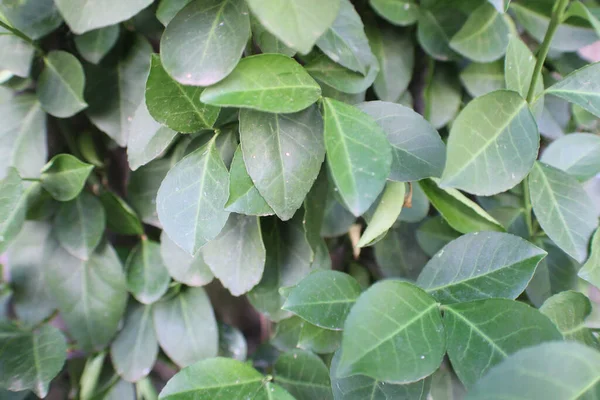 Detailní Záběr Krásné Zelené Rostliny Ponechává Venku — Stock fotografie