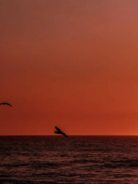 Vacker Utsikt Över Orange Solnedgång Och Flygande Fåglar Över Havet — Stockfoto